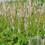 Persicaria a. 'Alba' plantgoed P9
