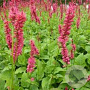Persicaria a. 'Speciosa' GM P9