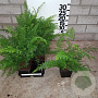 Polystichum set. 'Herrenhausen' plantgoed P9