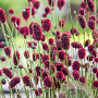 Sanguisorba 'Proud Mary' GM 2,0L