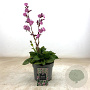 Silene dioica 'Rollies Favorite' GM 2,0L
