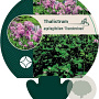 Thalictrum a. 'Thundercloud' GM P9