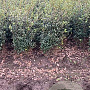 Osmanthus burkwoodii 100-120 cm met kluit