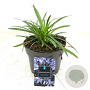 Agapanthus 'Charlotte' GM 2,0L
