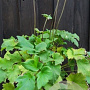 Anemone h. 'September Charm' plantgoed P9