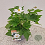 Anemone hyb. 'Honorine Jobert' 30-40 cm 2,5L