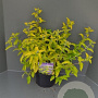 Caryopteris cland. Hint of Gold 40-50 cm 5,0L