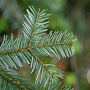 Abies amabilis 175-200 cm draadkluit solitair