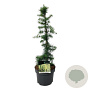 Cedrus deod. 'Golden Horizon' 30-40 cm 10L