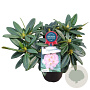 Rhododendron 'Brigitte' 30-40 cm 5,0L struik