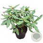 Rhododendron 'Hachmann's Feuerschein' 30-40 cm 5,0L struik