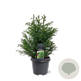 Cryptomeria j. 'Elegans Viridis' 40-50 cm 5,0L