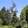Cryptomeria j. 'Rasen' 40-50 cm 3,0L