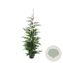 Cupressocyparis leylandii 150-175 cm 7,5L Gestokt