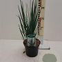 Dianella revoluta Little Rev 25-30 cm 2,0L
