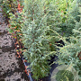 Juniperus comm. 'Hibernica' 80-100 cm 7,5L