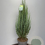 Juniperus s. 'Blue Arrow' 100-110 cm 15L