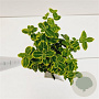 Euonymus fort. 'Emerald 'n' Gold' 20-25 cm C1.5