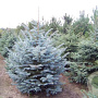 Picea pungens glauca 200-250 cm draadkluit solitair