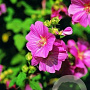 Lavatera 'Bredon Springs' GM 2,5L