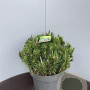 Pinus mugo pumilio 40-50 cm 15L