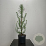 Pinus pinea 60-80 cm 5,0L