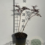 Sambucus nigra Black Lace 40-50 cm 3,0L