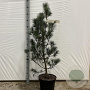 Pinus strobus 'Blue Clovers' 60-70 cm 10L