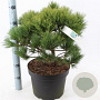 Pinus strobus 'Minima' 40-50 cm 10L