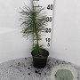 Pinus sylvestris 25-30 cm 2,0L