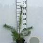 Pinus sylvestris 60-80 cm 2,0L