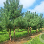 Pinus sylvestris 200-250 cm draadkluit solitair