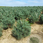 Pinus sylv. 'Watereri' 40-50 cm met kluit