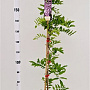 Wisteria floribunda 'Rosea' 175-200 cm 5,0L