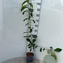 Prunus avium 125-150 cm 2,0L