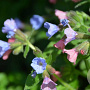 Pulmonaria angustifolia 'Azurea' GM P9