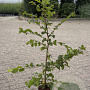 Carpinus betulus 80-100 cm 2,5L