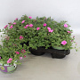 Calibrachoa Double Pink GM P12