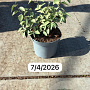 Elaeagnus ebbingei 20-30 cm 5,0L
