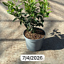 Prunus l. 'Angustifolia' 30-40 cm 5,0L