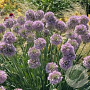 Allium 'Bubble Bath' 40 cm P19