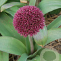 Allium 'Ostara' 20 cm P12