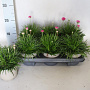 Armeria maritima Rose 25 cm P12