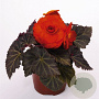 Begonia tuberhybrida GM P12
