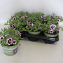Calibrachoa eclipse Lilac 15 cm P12