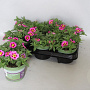 Calibrachoa cabaret Bumble Bee Pink 15 cm P12
