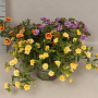 Calibrachoa Double Divers 15 cm P12