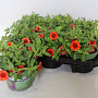 Calibrachoa Orange 15 cm P12