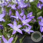 Campanula posch. 'Stella' 15 cm P12