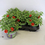 Calibrachoa Red Star 15 cm P12